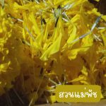 กลีบดอกดาวเรืองสด คละสี เหลือง ส้ม สำหรับนำไปตากแห้ง ขนาด 200 กรัม 39 บาท - ศรีสะเกษ รูปที่ 5