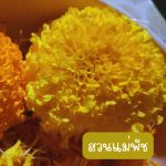 กลีบดอกดาวเรืองสด คละสี เหลือง ส้ม สำหรับนำไปตากแห้ง ขนาด 200 กรัม 39 บาท - ศรีสะเกษ รูปที่ 4