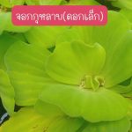 จอกกุหลาบ ไซต์ดอกเล็ก 15 ดอก 49 บาท เลี้ยงประดับบ่อปลา ตู้ปลา่ เลี้ยงเป็นอาหารสัตว์น้ำ - ศรีสะเกษ