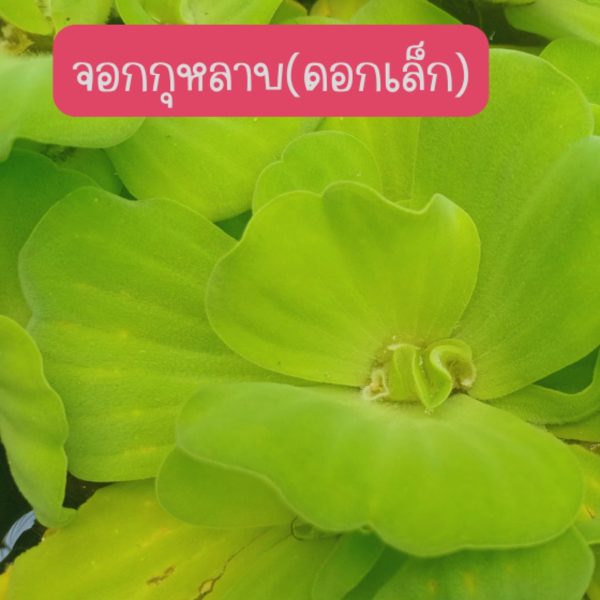 จอกกุหลาบ ไซต์ดอกเล็ก 15 ดอก 49 บาท เลี้ยงประดับบ่อปลา ตู้ปลา่ เลี้ยงเป็นอาหารสัตว์น้ำ