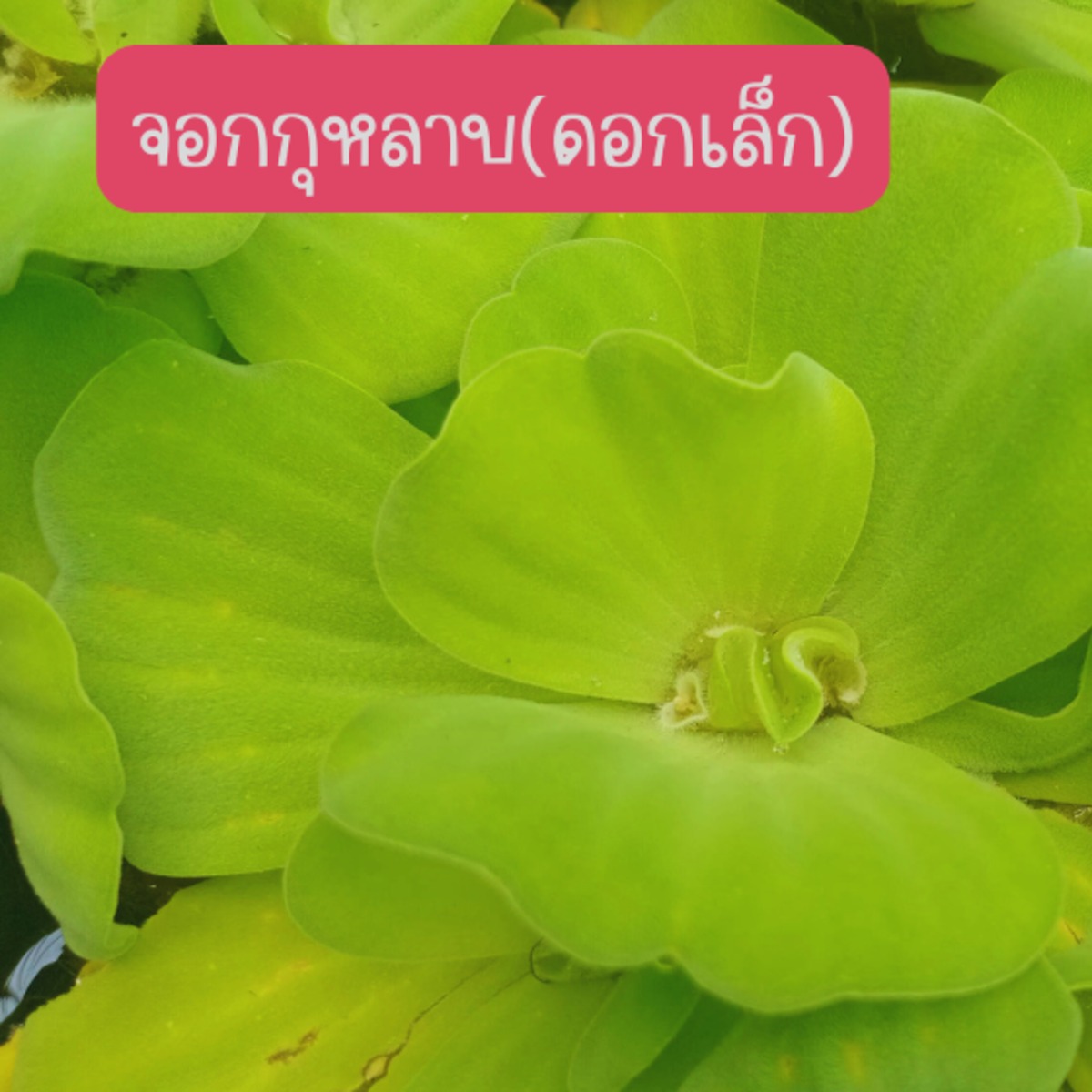 จอกกุหลาบ ไซต์ดอกเล็ก 15 ดอก 49 บาท เลี้ยงประดับบ่อปลา ตู้ปลา่ เลี้ยงเป็นอาหารสัตว์น้ำ