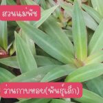 ว่านกาบหอยแคระ หรือ กาบหอยพันธุ์ต้นเล็ก 5 ต้น 49 บาท ส่งแบบถอดกระถาง - ศรีสะเกษ รูปที่ 2