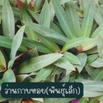 ว่านกาบหอยแคระ หรือ กาบหอยพันธุ์ต้นเล็ก 5 ต้น 49 บาท ส่งแบบถอดกระถาง - ศรีสะเกษ รูปที่ 4