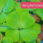 จอกกุหลาบ ไซต์ดอกเล็ก 15 ดอก 49 บาท เลี้ยงประดับบ่อปลา ตู้ปลา่ เลี้ยงเป็นอาหารสัตว์น้ำ - ศรีสะเกษ รูปที่ 2