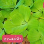 จอกกุหลาบ ไซต์ดอกเล็ก 15 ดอก 49 บาท เลี้ยงประดับบ่อปลา ตู้ปลา่ เลี้ยงเป็นอาหารสัตว์น้ำ - ศรีสะเกษ รูปที่ 4