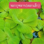 จอกกุหลาบ ไซต์ดอกเล็ก 15 ดอก 49 บาท เลี้ยงประดับบ่อปลา ตู้ปลา่ เลี้ยงเป็นอาหารสัตว์น้ำ - ศรีสะเกษ รูปที่ 3