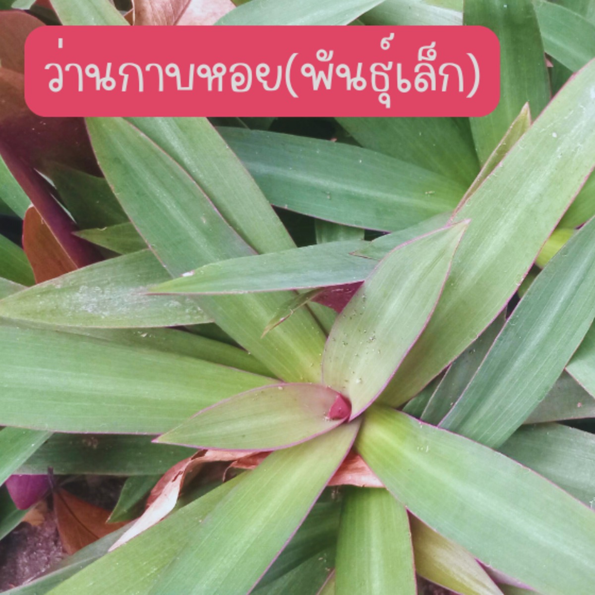 ว่านกาบหอยแคระ หรือ กาบหอยพันธุ์ต้นเล็ก 5 ต้น 49 บาท ส่งแบบถอดกระถาง