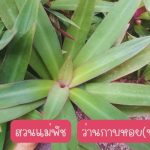 ว่านกาบหอยแคระ หรือ กาบหอยพันธุ์ต้นเล็ก 5 ต้น 49 บาท ส่งแบบถอดกระถาง - ศรีสะเกษ รูปที่ 1