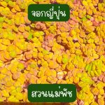 พืชน้ำ จอกญี่ปุ่น เขียว เขียวแกมแดง 40 ดอก 49 บาท - ศรีสะเกษ รูปที่ 2