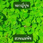พืชน้ำ จอกญี่ปุ่น เขียว เขียวแกมแดง 40 ดอก 49 บาท - ศรีสะเกษ รูปที่ 3