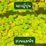พืชน้ำ จอกญี่ปุ่น เขียว เขียวแกมแดง 40 ดอก 49 บาท - ศรีสะเกษ รูปที่ 1