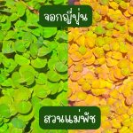 พืชน้ำ จอกญี่ปุ่น เขียว เขียวแกมแดง 40 ดอก 49 บาท - ศรีสะเกษ