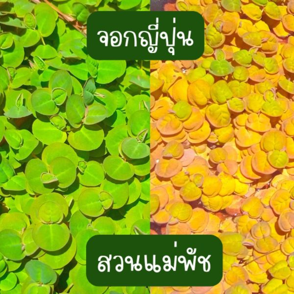 พืชน้ำ จอกญี่ปุ่น เขียว เขียวแกมแดง 40 ดอก 49 บาท