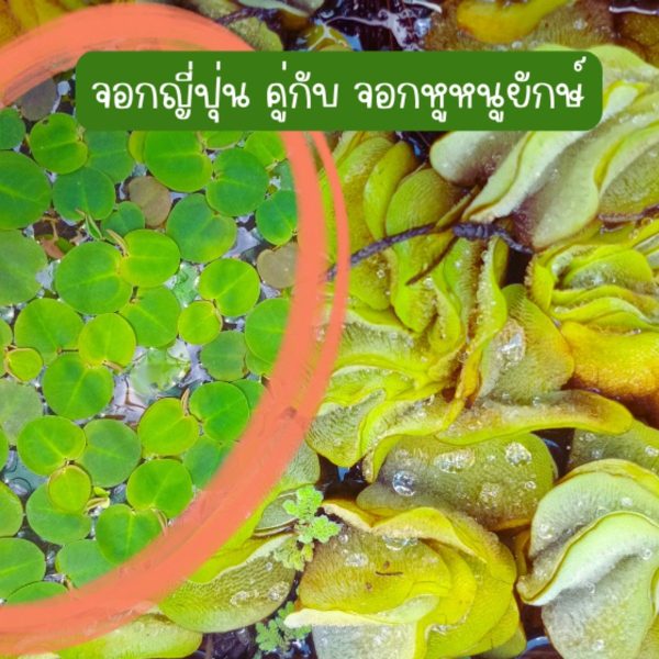 จอกญี่ปุ่น(30 ดอก) คู่กับ จอกหูหนูยักษ์(7 ดอก) รวม 49 บาท