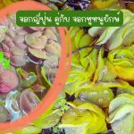 จอกญี่ปุ่น(30 ดอก) คู่กับ จอกหูหนูยักษ์(7 ดอก) รวม 49 บาท - ศรีสะเกษ รูปที่ 1
