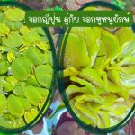 จอกญี่ปุ่น(30 ดอก) คู่กับ จอกหูหนูยักษ์(7 ดอก) รวม 49 บาท - ศรีสะเกษ รูปที่ 3