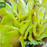 จอกญี่ปุ่น(30 ดอก) คู่กับ จอกหูหนูยักษ์(7 ดอก) รวม 49 บาท - ศรีสะเกษ รูปที่ 4