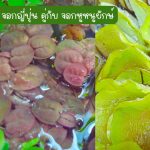 จอกญี่ปุ่น(30 ดอก) คู่กับ จอกหูหนูยักษ์(7 ดอก) รวม 49 บาท - ศรีสะเกษ รูปที่ 2