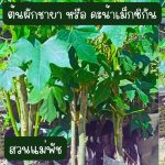 ต้นผักชายา หรือ คะน้าเม็กซิกัน สูงกว่า 20 ซม. 2 ต้น 40 บาท ส่งแบบถอดกระถาง - ศรีสะเกษ รูปที่ 1
