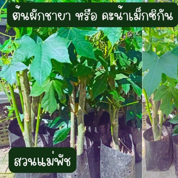 ต้นผักชายา หรือ คะน้าเม็กซิกัน สูงกว่า 20 ซม. 2 ต้น 40 บาท ส่งแบบถอดกระถาง