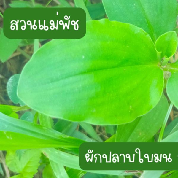 ผักปลาบใบมน หรือ ผักปลาบใบกว้าง (กิ่งสำหรับปักชำ) ขนาดกิ่งคละไซต์ 15 กิ่ง 39 บาท