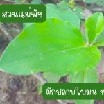 ผักปลาบใบมน หรือ ผักปลาบใบกว้าง (กิ่งสำหรับปักชำ) ขนาดกิ่งคละไซต์ 15 กิ่ง 39 บาท - ศรีสะเกษ รูปที่ 1
