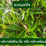 พลับพลึงตีนเป็ด หรือ พลับพลึงแมงมุม 4 หัว 49 บาท ขนาดหัวคละไซต์ - ศรีสะเกษ รูปที่ 5