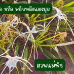 พลับพลึงตีนเป็ด หรือ พลับพลึงแมงมุม 4 หัว 49 บาท ขนาดหัวคละไซต์ - ศรีสะเกษ รูปที่ 4