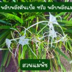 พลับพลึงตีนเป็ด หรือ พลับพลึงแมงมุม 4 หัว 49 บาท ขนาดหัวคละไซต์ - ศรีสะเกษ รูปที่ 3