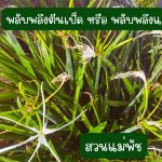 พลับพลึงตีนเป็ด หรือ พลับพลึงแมงมุม 4 หัว 49 บาท ขนาดหัวคละไซต์ - ศรีสะเกษ รูปที่ 2
