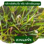 พลับพลึงตีนเป็ด หรือ พลับพลึงแมงมุม 4 หัว 49 บาท ขนาดหัวคละไซต์ - ศรีสะเกษ รูปที่ 1