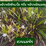 พลับพลึงตีนเป็ด หรือ พลับพลึงแมงมุม 4 หัว 49 บาท ขนาดหัวคละไซต์ - ศรีสะเกษ