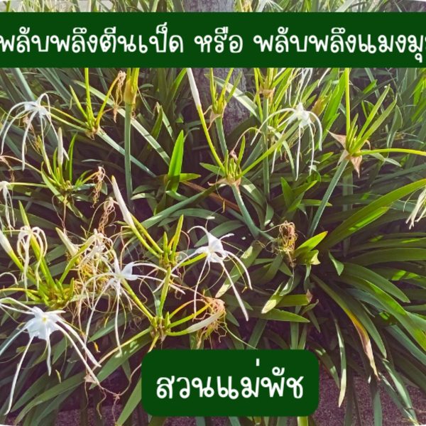 พลับพลึงตีนเป็ด หรือ พลับพลึงแมงมุม 4 หัว 49 บาท ขนาดหัวคละไซต์