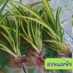 ต้นเตยเศรษฐี ขนาดต้นคละไซต์ 5 ต้น 49 บาท ส่งแบบถอดกระถาง - ศรีสะเกษ รูปที่ 1