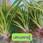 ต้นเตยเศรษฐี ขนาดต้นคละไซต์ 5 ต้น 49 บาท ส่งแบบถอดกระถาง - ศรีสะเกษ รูปที่ 2