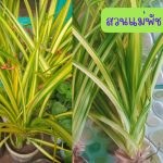 ต้นเตยเศรษฐี ขนาดต้นคละไซต์ 5 ต้น 49 บาท ส่งแบบถอดกระถาง - ศรีสะเกษ รูปที่ 3