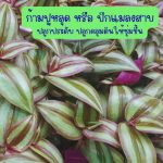 ก้ามปูหลุด หรือ ปีกแมลงสาบ กิ่งสำหรับปักชำ ขนาด 200 กรัม 50 บาท - ศรีสะเกษ
