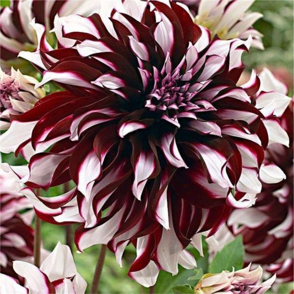 ต้นดอกรักเร่ (Dahlia) ส่งเป็นหัวคละสี มี 7 สี