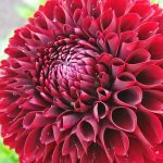 ต้นดอกรักเร่ (Dahlia) ส่งเป็นหัวคละสี มี 7 สี - ชัยภูมิ รูปที่ 1