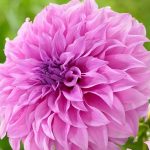ต้นดอกรักเร่ (Dahlia) ส่งเป็นหัวคละสี มี 7 สี - ชัยภูมิ รูปที่ 2