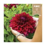 ต้นดอกรักเร่ (Dahlia) ส่งเป็นหัวคละสี มี 7 สี - ชัยภูมิ รูปที่ 3