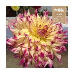 ต้นดอกรักเร่ (Dahlia) ส่งเป็นหัวคละสี มี 7 สี - ชัยภูมิ รูปที่ 4