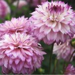 ต้นดอกรักเร่ (Dahlia) ส่งเป็นหัวคละสี มี 7 สี - ชัยภูมิ รูปที่ 5