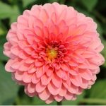 ต้นดอกรักเร่ (Dahlia) ส่งเป็นหัวคละสี มี 7 สี - ชัยภูมิ รูปที่ 6