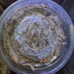 หนอนน้ำผึ้ง (Wax Worm) - เชียงใหม่ รูปที่ 2