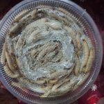 หนอนน้ำผึ้ง (Wax Worm) - เชียงใหม่ รูปที่ 1