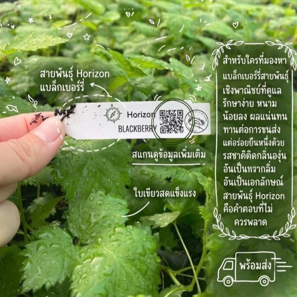 Horizon Blackberry ต้นเพาะเนื้อเยื่อ