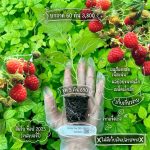 Himbo Top 2025 Raspberry ต้นเพาะเนื้อเยื่อ - เชียงใหม่