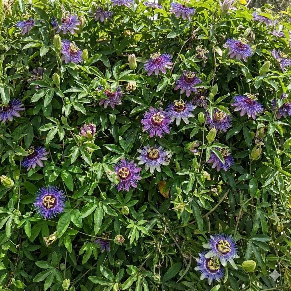 ต้นสร้อยฟ้า