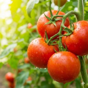 มะเขือเทศ